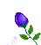 синяя роза :bluer_rose: